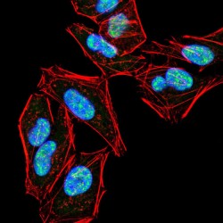 Phospholipase C Gamma 2, Phosphatidylinositol Specific (PLCG2) Antibody