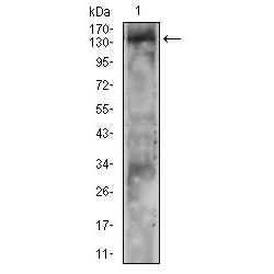 Phospholipase C Gamma 2, Phosphatidylinositol Specific (PLCG2) Antibody