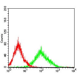 Snail Family Transcriptional Repressor 2 / SLUG (SNAI2) Antibody
