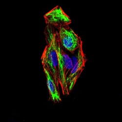 Snail Family Transcriptional Repressor 2 / SLUG (SNAI2) Antibody