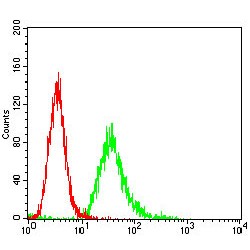 Aminopeptidase N (ANPEP) Antibody