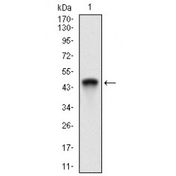 Aminopeptidase N (ANPEP) Antibody