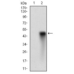 Histone Deacetylase 10 (HDAC10) Antibody