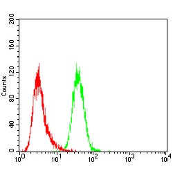 Tyrosine-Protein Kinase JAK2 (JAK2) Antibody