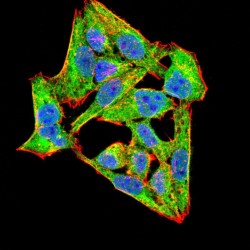 NADPH Oxidase 4 (NOX4) Antibody