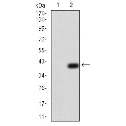 NADPH Oxidase 4 (NOX4) Antibody