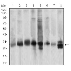 Caspase 3 (CASP3) Antibody