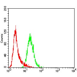 Pre-mRNA-Splicing Regulator WTAP (WTAP) Antibody