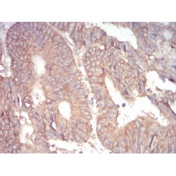 Alpha Adducin (ADD1) Antibody