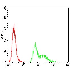 Transcription Factor AP-2-Alpha (TFAP2A) Antibody