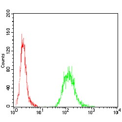 Ezrin (EZR) Antibody