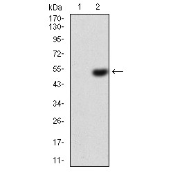 Ezrin (EZR) Antibody