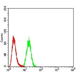 Calretinin (CALB2) Antibody