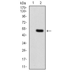 Chromobox Protein Homolog 1 (CBX1) Antibody