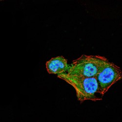 THAP Domain-Containing Protein 1 (THAP1) Antibody