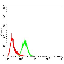 Chromobox Protein Homolog 3 (CBX3) Antibody