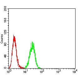 Neuropilin 1 (NRP1) Antibody