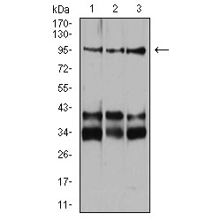 Neuropilin 1 (NRP1) Antibody