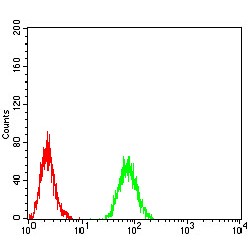 Rab11 Family-Interacting Protein 1 (RAB11FIP1) Antibody