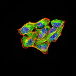 Rab11 Family-Interacting Protein 1 (RAB11FIP1) Antibody