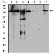 Western blot analysis of (1) Raji, (2) SW620, (3) A431, (4) SW480, (5) HepG2, (6) HeLa, and (7) NIH3T3 cell lysates, using RAB11FIP1 Antibody.