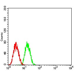 Zinc Finger Protein GLI1 (GLI1) Antibody
