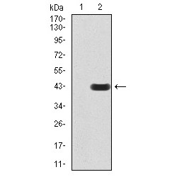 Peroxisome Proliferator Activated Receptor Alpha (PPARA) Antibody