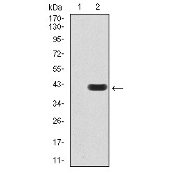 Phospholipase C Gamma 1 (PLCG1) Antibody