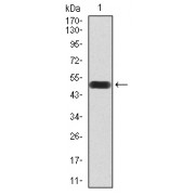 Western blot analysis of human Rab3a (1-220 AA) recombinant protein, using Rab3a antibody. Predicted MW: 50.9 kDa.