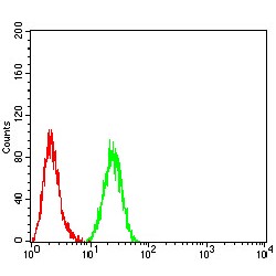 Histone Deacetylase 4 (HDAC4) Antibody