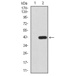 Chromobox Homolog 2 (CBX2) Antibody