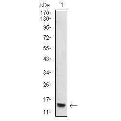 Histone H4 (HIST2H4A (20Me)) Antibody