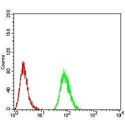 Small Conductance Calcium-Activated Potassium Channel Protein 2 (SK2) Antibody