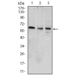 Protein Wnt-3a (WNT3A) Antibody