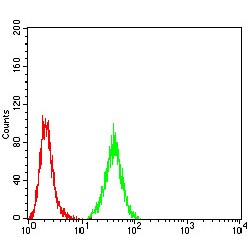 PR Domain Zinc Finger Protein 5 (PRDM5) Antibody