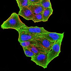 PR Domain Zinc Finger Protein 5 (PRDM5) Antibody