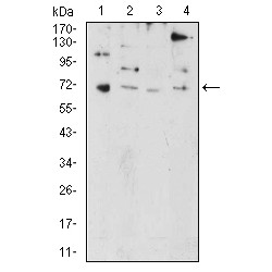 PR Domain Zinc Finger Protein 5 (PRDM5) Antibody