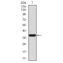 PR Domain Zinc Finger Protein 5 (PRDM5) Antibody