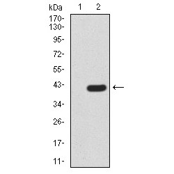 PR Domain Zinc Finger Protein 5 (PRDM5) Antibody