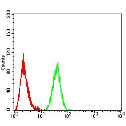Forkhead Box Protein P3 (FOXP3) Antibody