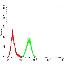 Homeobox Protein Hox-A9 (HOXA9) Antibody