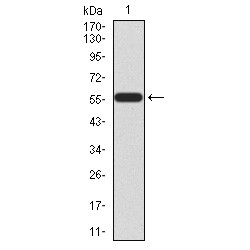 Homeobox Protein Hox-A9 (HOXA9) Antibody