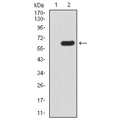 Homeobox Protein Hox-A9 (HOXA9) Antibody