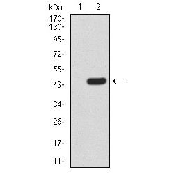 NAD-Dependent Protein Deacetylase Sirtuin-3, Mitochondrial (SIRT3) Antibody