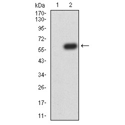 Beclin 1-Associated Autophagy-Related Key Regulator (ATG14L) Antibody