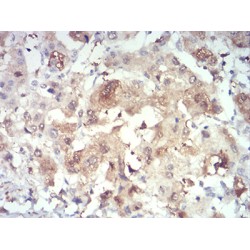 PR Domain Zinc Finger Protein 4 (PRDM4) Antibody
