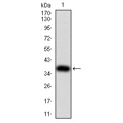 Forkhead Box Protein P2 (FOXP2) Antibody
