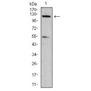 WB analysis of NIH/3T3 cell lysates, using NLRC4 (Phospho-533) Antibody.
