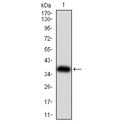 SH3-Domain GRB2-Like 1 (SH3GL1) Antibody