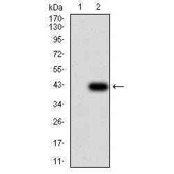 SH3-Domain GRB2-Like 1 (SH3GL1) Antibody